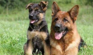 如何挑选德国牧羊幼犬(德国牧羊犬的挑选)