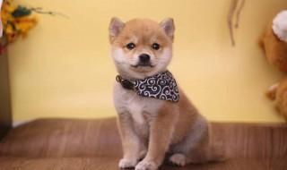 柴犬如何挑选(柴犬 挑选)