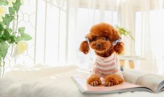 如何挑选泰迪 如何挑选泰迪犬聪明不聪明