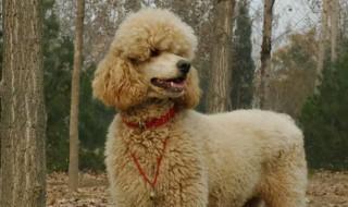 如何挑选贵宾幼犬(怎么挑选一只聪明的贵宾犬)