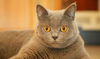 猫咪怎么处理清洗 猫怎么清洗自己