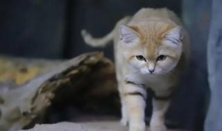 沙丘猫为什么不适合养，沙丘猫能当宠物吗