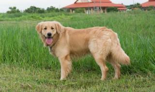 如何养好一只金毛犬 如何养金毛狗狗