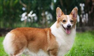 怎么养柯基犬 怎么养柯基犬幼犬