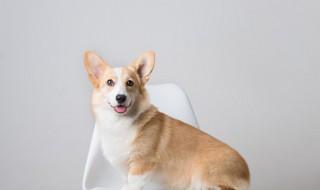 灵缇犬怎么养 如何驯养灵缇犬