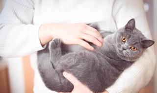 小蓝猫怎么养，小蓝猫怎么养熟