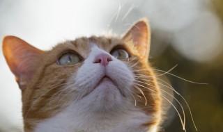 猫怎么养肥 猫怎么才能养肥