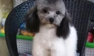 茶杯狗怎么养 茶杯狗怎么养的