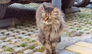 狸花怎么养才不怕出来(千万不要养狸花猫)