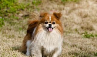 狗怎么养才不会狂犬病（养宠物怎么避免狂犬病）