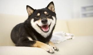 马犬怎么养才不凶(马犬不凶怎么办)