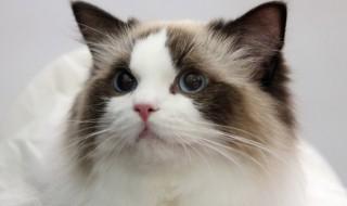 猫咪要怎么养才长得好(怎么养猫咪才养得好)