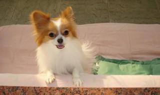蝴蝶犬怎么养才聪明 蝴蝶犬聪明不