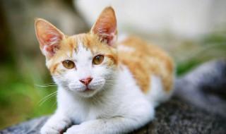 小猫咪的菊花怎么养才算正常，猫咪健康的菊花