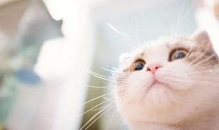 加菲猫怎么养才最聪明（加菲猫怎么养变好看）