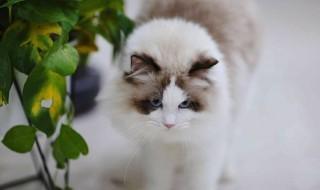 猫咪怎么养才爆毛(长毛猫怎么养会爆毛)