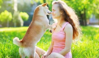 拉布拉多幼犬怎么养才胖(怎么样才能把拉布拉多养胖)