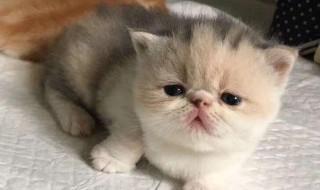 两个月的加菲猫好养吗 2个月的加菲猫好养吗