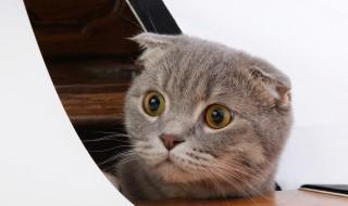 两个月的猫咪好养吗 两个月的猫咪好养吗?
