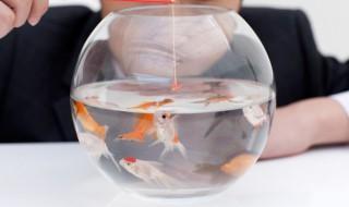 好养的海水鱼(好养的海水鱼有哪些)