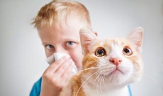 猫咪养公的好还是母的好 猫咪养公的好还是母的好?