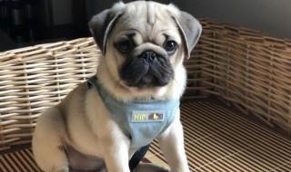 巴哥犬是适合新手养的狗,巴哥犬怎么养最好