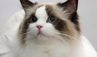 家里养什么颜色的猫好,一般家里养猫什么颜色的好