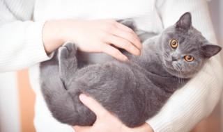 布偶猫养公还是母的好(布偶养公猫还是母猫好)