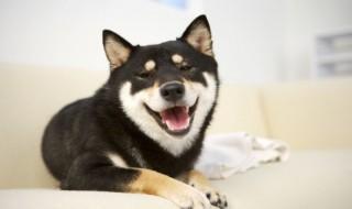 不掉毛好养的小型犬 适合家养不掉毛小型宠物犬