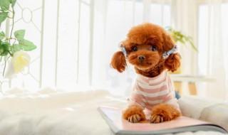 泰迪犬养公的好还是母的好(泰迪犬公的好养还是母的好养)