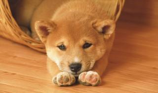 好养的大型犬，十大便宜好养的大型犬