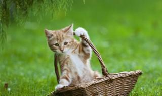 好养的宠物猫，养什么猫好