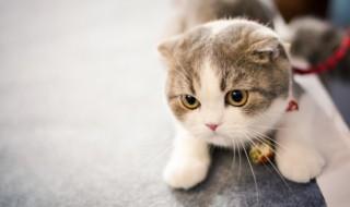 两个月的猫好养吗 两个多月的猫好养吗