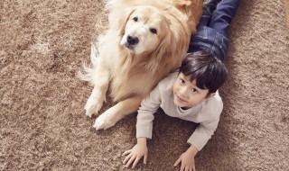 金毛犬养公的还是母的好 养金毛狗公的好还是母狗好