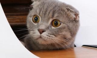 温顺好养的猫 温顺又好养的猫