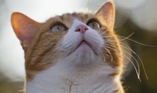 怀孕了家里的猫怎么养(怀孕后养的猫怎么办)