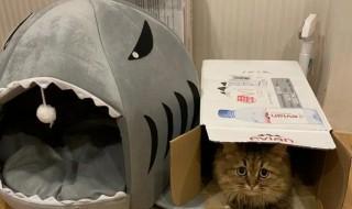 家里养的猫怎么做窝(猫是怎样做窝的)