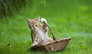 新到家里的猫咪怎么养 猫咪到新家该怎么办