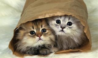 家里不准养宠物猫怎么办(猫家里不让养怎么办)