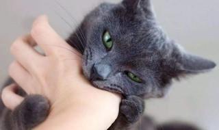 家里养的猫咬了怎么办(家里养的猫咬人怎么办)