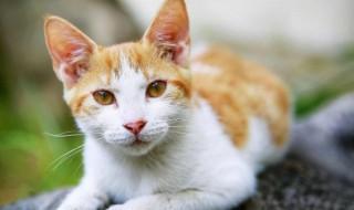 什么样的猫好养,什么样的猫好养活