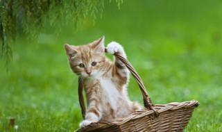 养猫养公的好还是母的好 养猫养公的好还是母的好哪个贵
