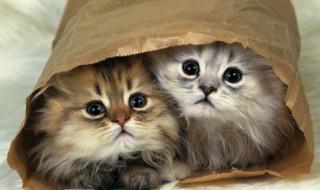 怎么养猫咪才养得好（怎么养猫好吗）