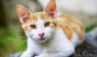 猫砂盆放在卧室可以吗（猫砂盆放在房间里好吗?）
