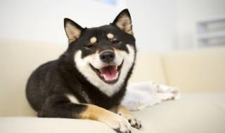 牧羊犬吐怎么回事 牧羊犬呕吐