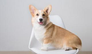 马犬怎么养才聪明，马犬有多聪明?