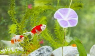 水草缸怎么养（水草缸怎么养护）