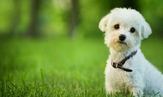 贵妇犬的养殖方法和注意事项（贵妇犬怎么训练）