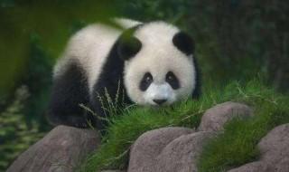 怎么养熊猫 微博怎么养熊猫