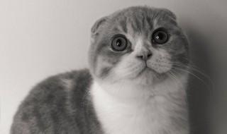 新猫怎么养（新猫怎么养才不怕人）